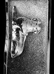 Jumbo Labrador Retriever Back Mold - Lpdog001B