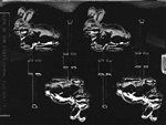 Bunny With Bow Lolly Mold - Lpe188