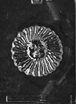 Sunface Mold - Lpm136