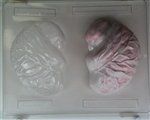 3D Realistic Brain Mold - Cch048